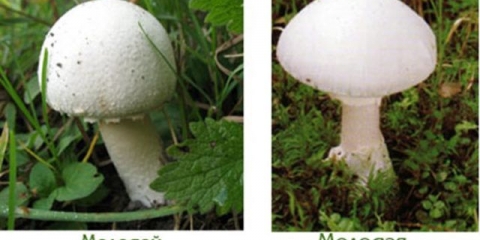 Šampinjon i bledi gnjurac: poređenje, kako razlikovati